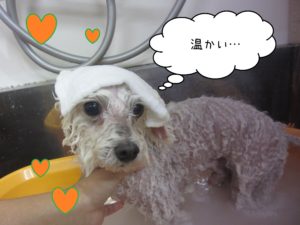 TPのカン太ちゃんスパ中