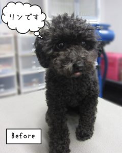 TPのリンちゃんカット前