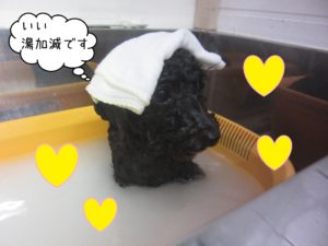 TPのリンちゃんスパ中