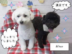 TPのカン太ちゃんリンちゃん施術後