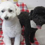 カン太ちゃんリンちゃんアイキャッチ