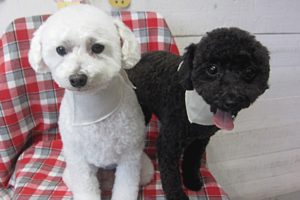 カン太ちゃんリンちゃんアイキャッチ