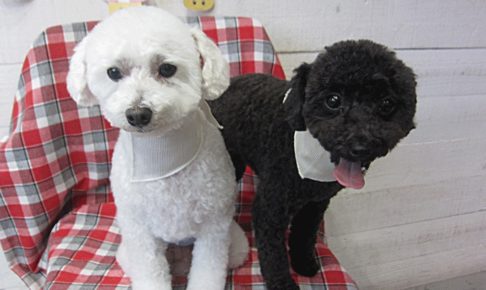 カン太ちゃんリンちゃんアイキャッチ