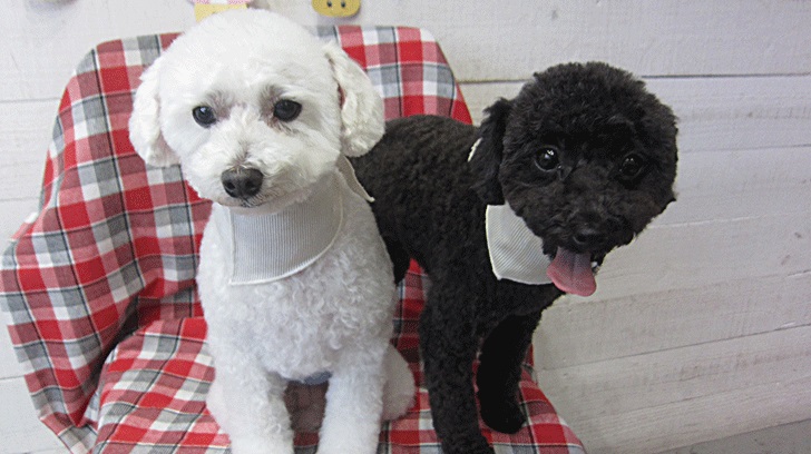 カン太ちゃんリンちゃんアイキャッチ