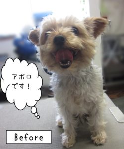 よろしくチワワ