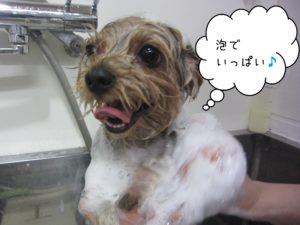 シャンプーチワワ