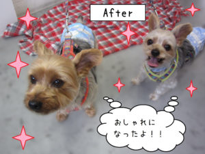 仕上がりチワワ