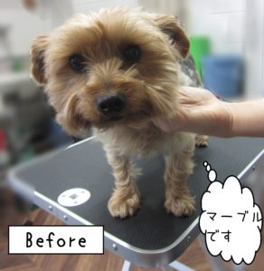 よろしくチワワ