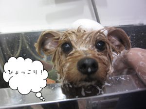 シャンプーチワワ