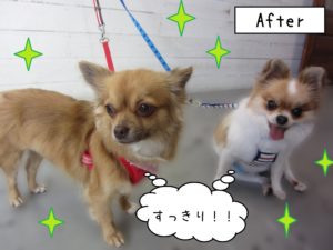 仕上がりミックス&チワワ