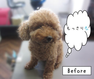 よろしくトイプー