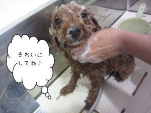 シャンプートイプー