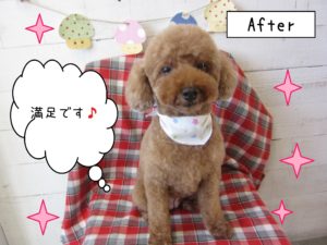 仕上がりトイプー