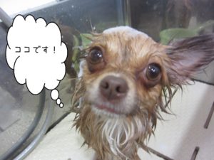 シャンプーチワワ