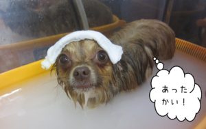 お風呂チワワ