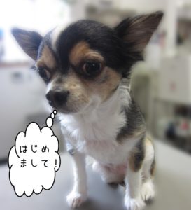 よろしくチワワ