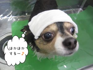 お風呂チワワ