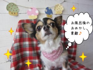 仕上がりチワワ