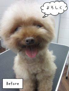 TPのバニラちゃんカット前