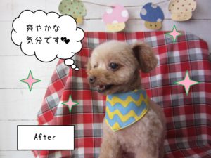 TPのバニラちゃん施術後