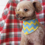 バニラちゃんアイキャッチ