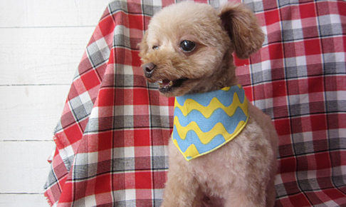 バニラちゃんアイキャッチ