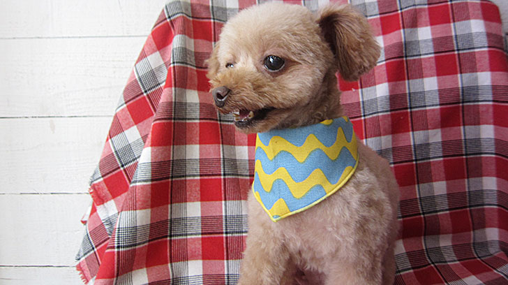 バニラちゃんアイキャッチ