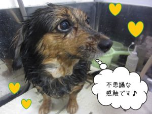 MIXの小春ちゃんシャンプー中