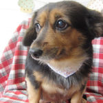 小春ちゃんアイキャッチ