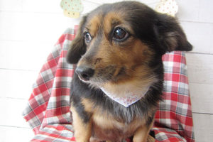 小春ちゃんアイキャッチ