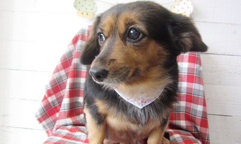 小春ちゃんアイキャッチ