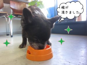 MIXのポコちゃん施術後