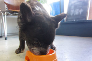 ポコちゃんアイキャッチ