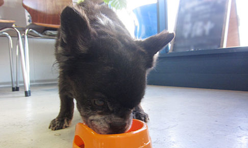 ポコちゃんアイキャッチ