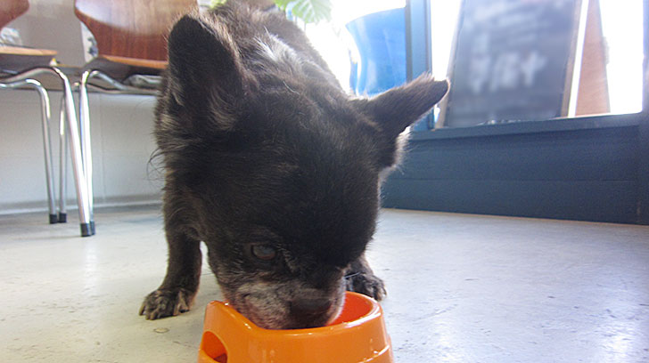 ポコちゃんアイキャッチ