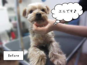 YKのエルちゃんカット前
