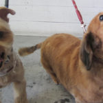 エルちゃんアールちゃんアイキャッチ