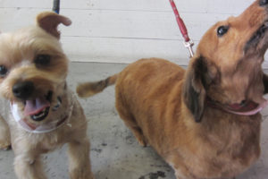 エルちゃんアールちゃんアイキャッチ