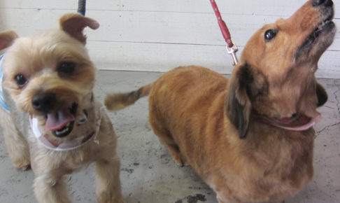 エルちゃんアールちゃんアイキャッチ