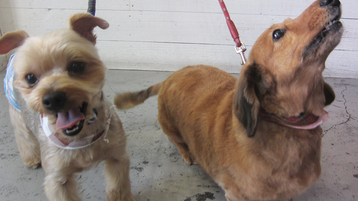 エルちゃんアールちゃんアイキャッチ