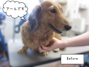 MDのアールちゃんカット前