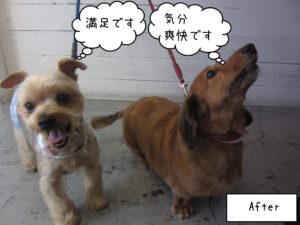 YKのエルちゃんとMDのアールちゃん施術後