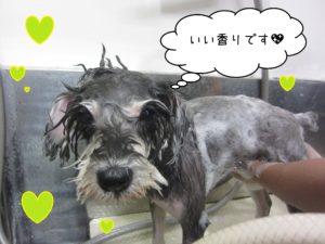 MSのベルちゃんシャンプー中