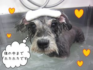 MSのベルちゃんスパ中