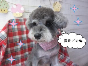 MSのベルちゃん施術後