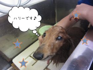 MDのハリーちゃんシャンプー中