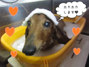 MDのハリーちゃんスパ中