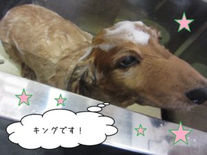 MDのキングちゃんシャンプー中