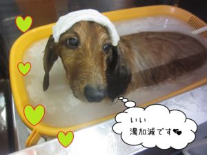 MDのキングちゃんスパ中