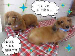 MDのハリーちゃんキングちゃん施術後